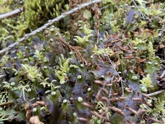 Marchantia polymorpha montivagans