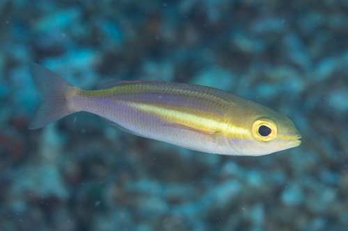 Yellowstripe whiptail (Pentapodus aureofasciatus) — Nemipteridae — 5
