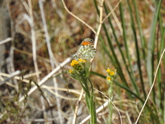 Anthocharis julia sulfuris