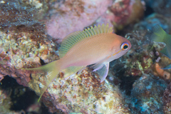 Pseudanthias luzonensis