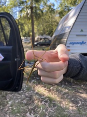 Tropidoderus gracilifemur