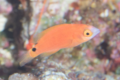 Cirrhilabrus marjorie