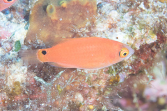 Cirrhilabrus marjorie