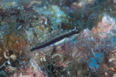 Asterropteryx striata