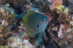 Pomacentrus nigromarginatus