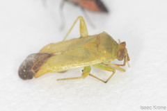 Phytocoris vanduzeei