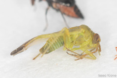 Phytocoris vanduzeei