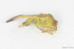 Phytocoris vanduzeei