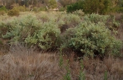 Atriplex lentiformis