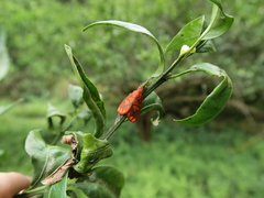 Matsumursine horishanella