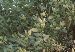 Atriplex lentiformis