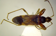 Froeschneria multispinus