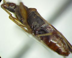 Froeschneria multispinus