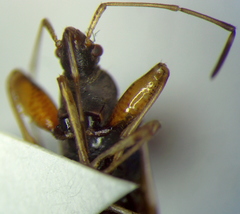 Froeschneria multispinus