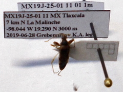 Froeschneria multispinus