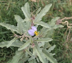 Solanum elaeagnifolium