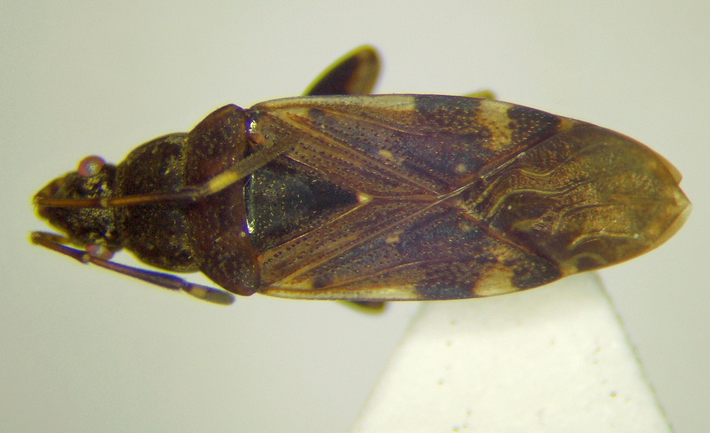 Stridulocoris
