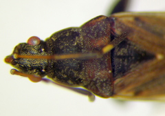 Stridulocoris