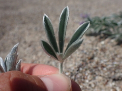 Lupinus tidestromii