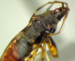 Stridulocoris