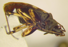 Stridulocoris
