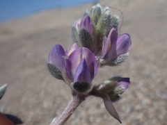 Lupinus tidestromii