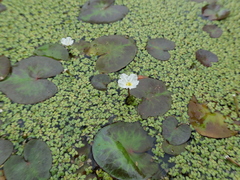 Nymphoides hydrophylla