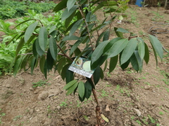 Plinia edulis