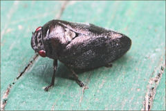 Cercopicesa tasmaniae