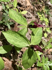 Trillium lancifolium