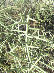 Castela stewartii