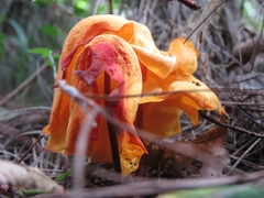 Hymenogloea papyracea