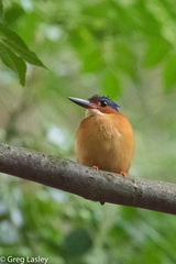 Corythornis vintsioides
