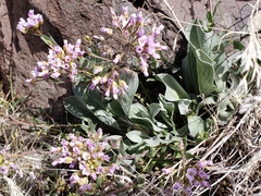 Phoenicaulis