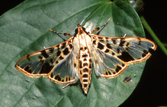 Azochis