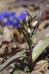 Fritillaria stenanthera