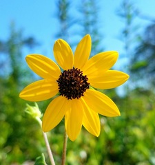 Helianthus debilis