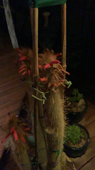 Cleistocactus