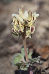 Corydalis ledebouriana