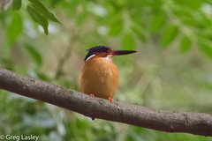 Corythornis vintsioides