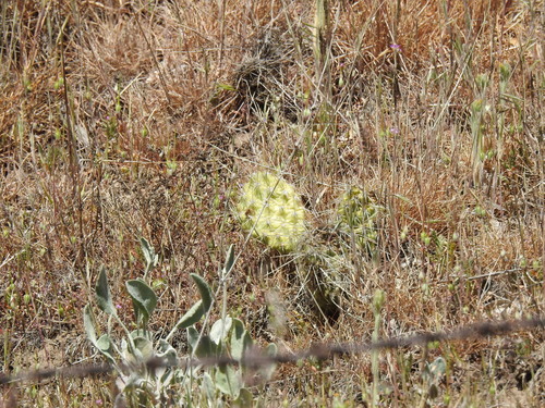 plains pricklypear (Opuntia polyacantha)