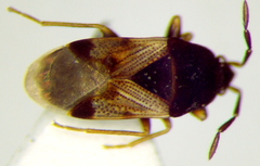 Antillocoris