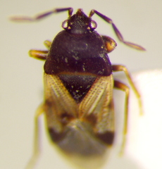 Antillocoris