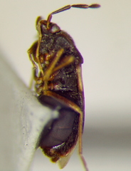 Antillocoris