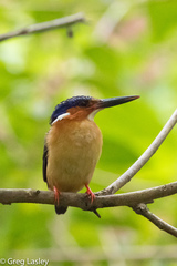 Corythornis vintsioides