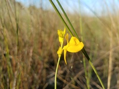 Utricularia cornuta image