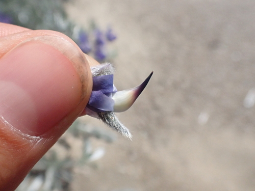 Image of Tidestrøm's Lupine (Lupinus tidestromii) by (c) Trevor Van Loon, some rights reserved (CC BY)