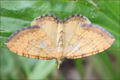 Chrysolarentia