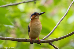 Corythornis vintsioides