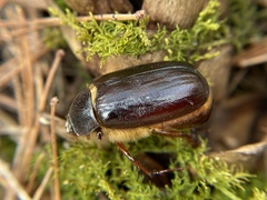Phyllophaga anxia
